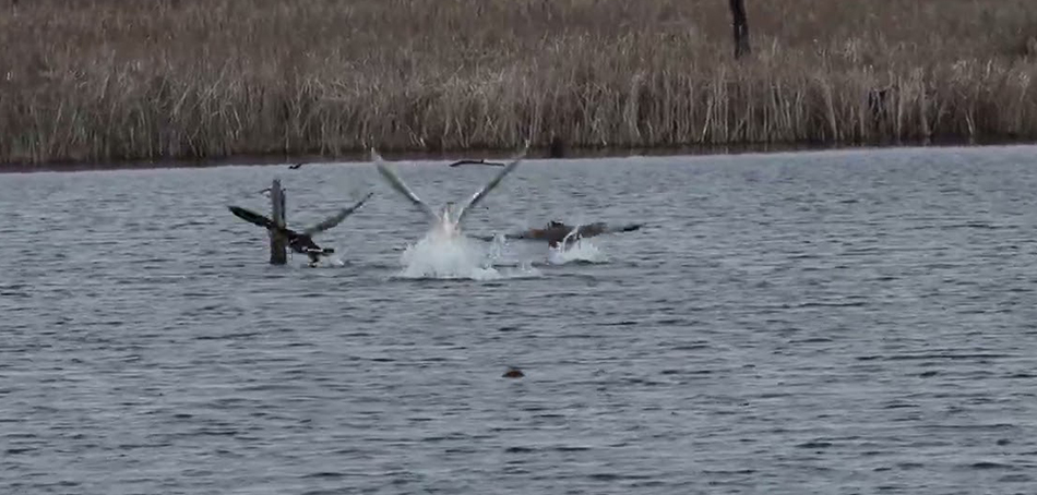 birds in water