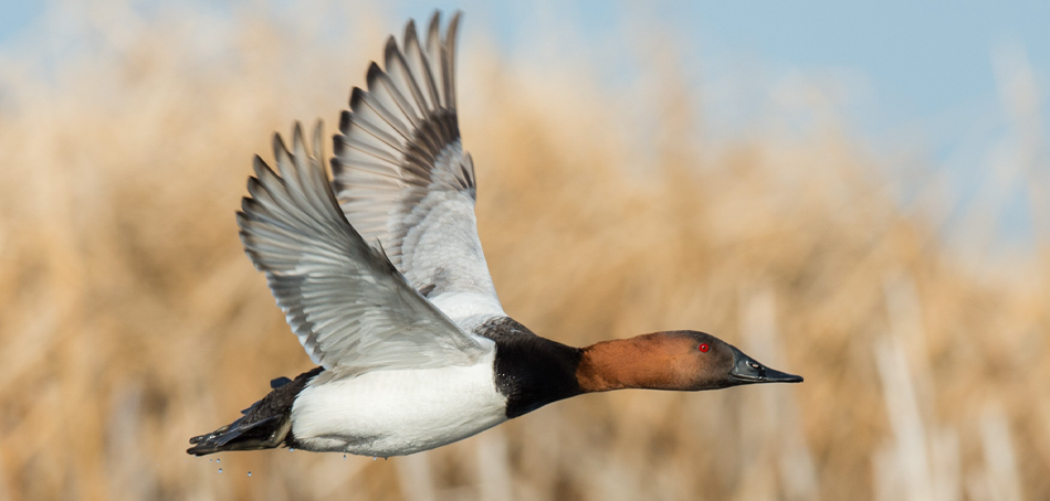 canvasback 