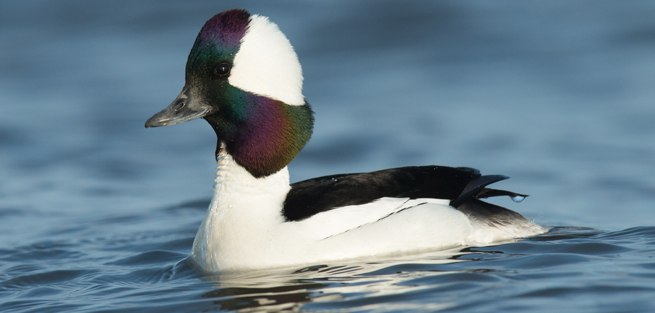 bufflehead