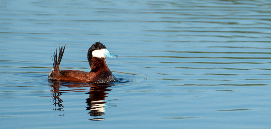 ruddy duck in water