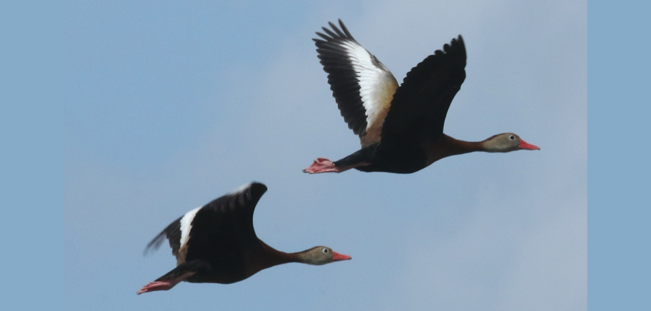 black-bellied whistling ducks