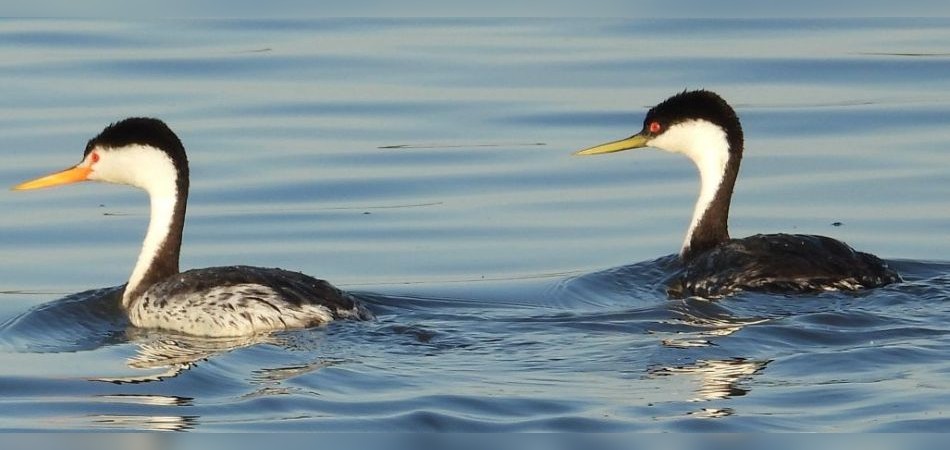 Clark's and Western Grebes