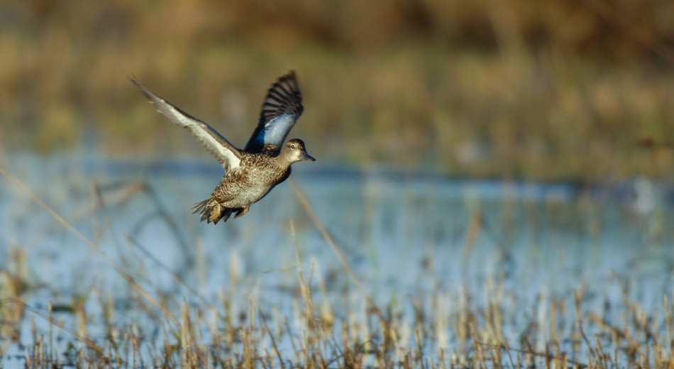 blue-winged teal