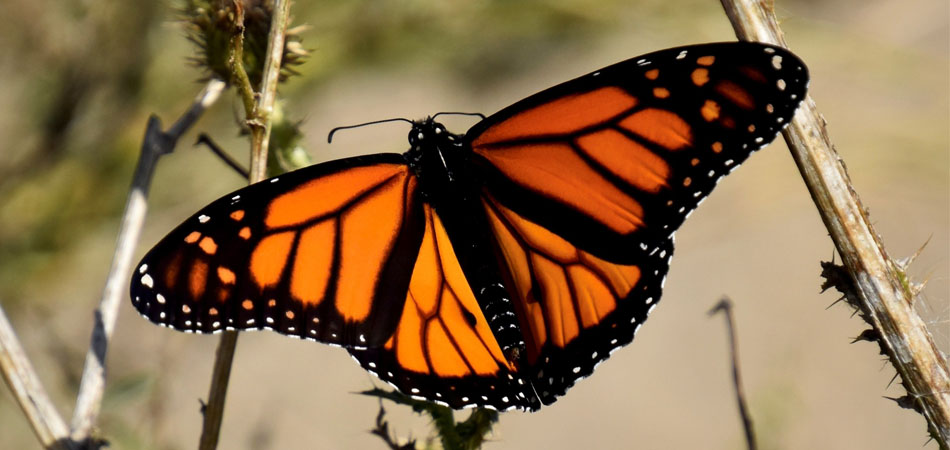 Monarch Butterfly