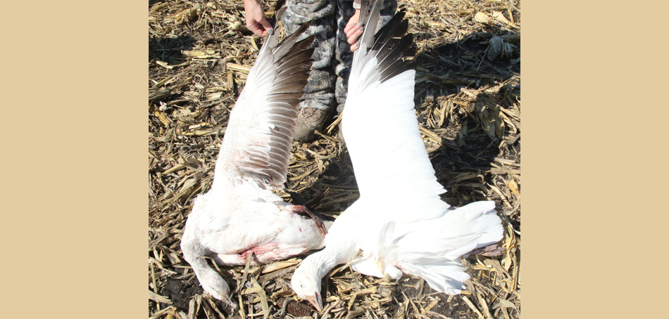ross's geese