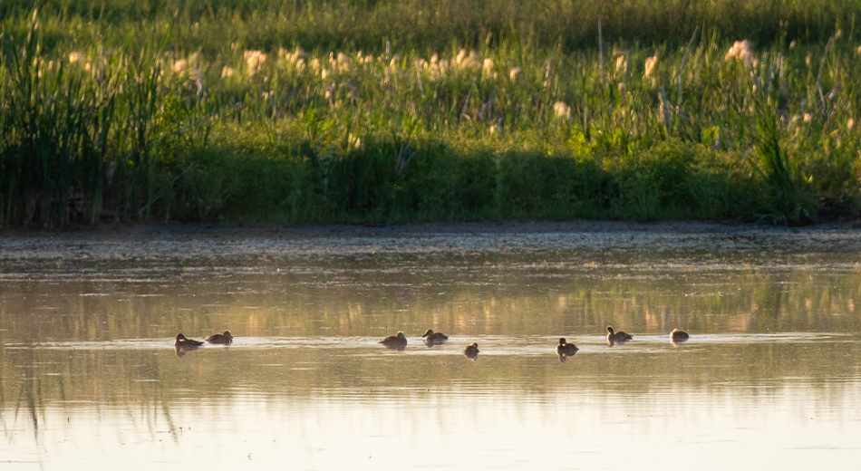 ducks in water