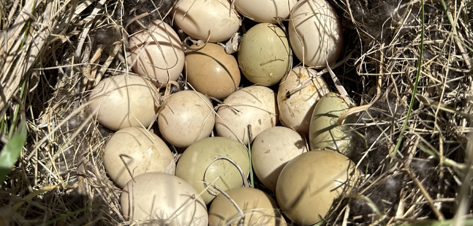 eggs