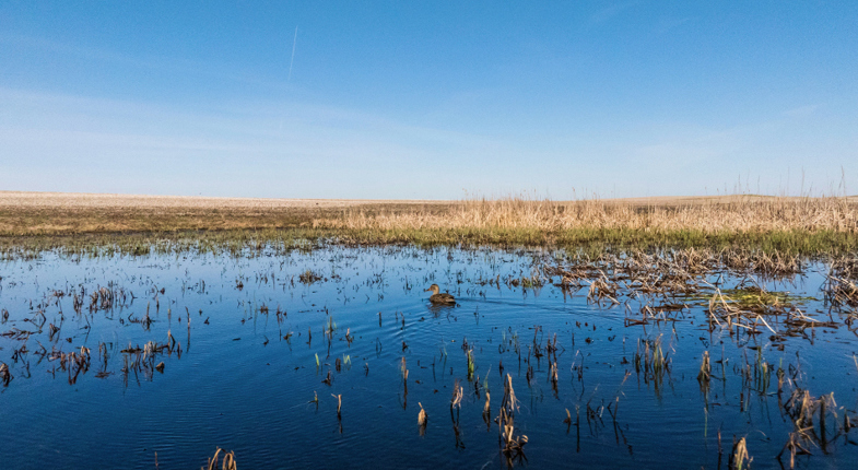 wetland with duck