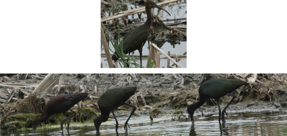 White-faced Ibis
