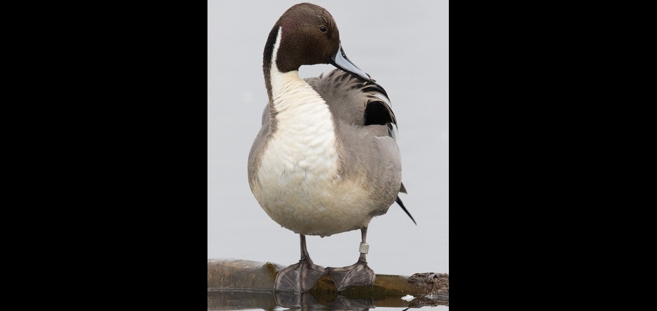pintail drake