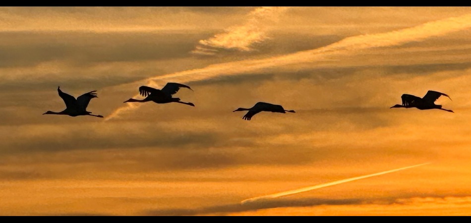 Whooping Cranes