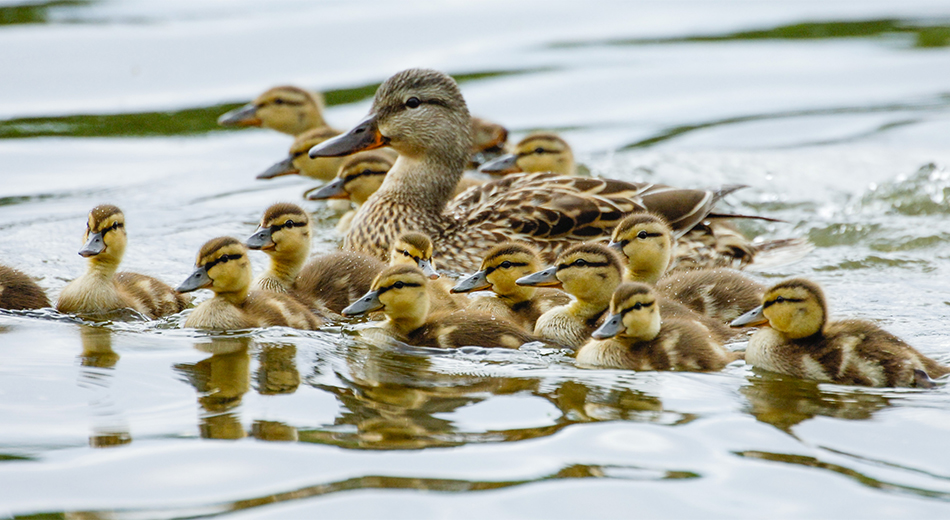 Hen and ducklings in water