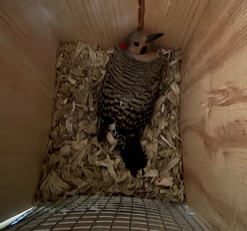 in box