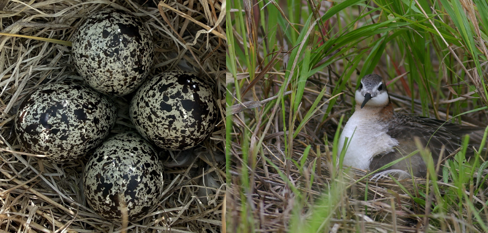 eggs