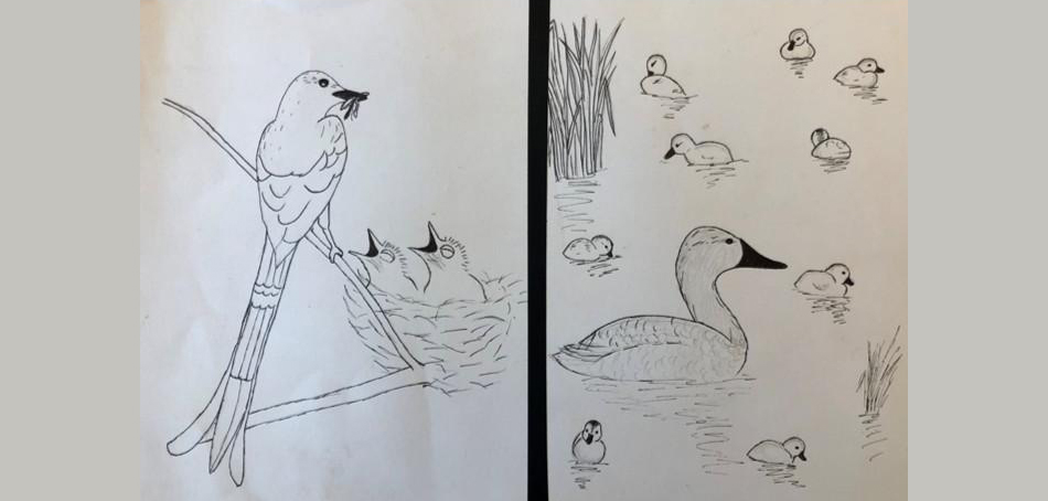 drawings of difference between waterfowl and other birds