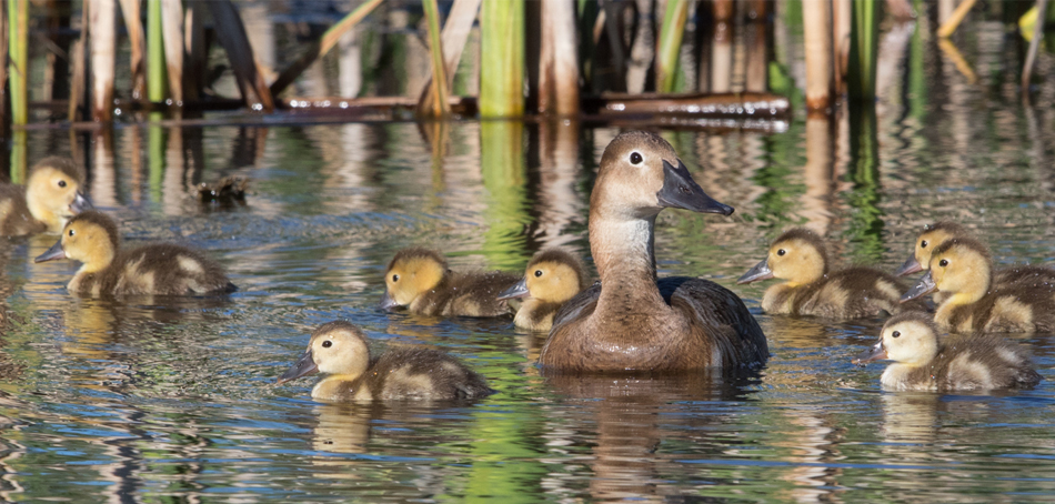 ducklings and hen