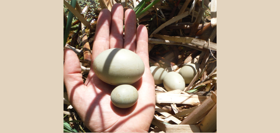 eggs in hand