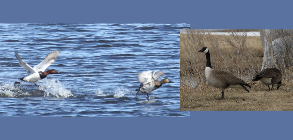 canvasback male following hen