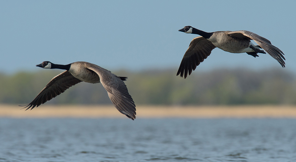 Canada Geese