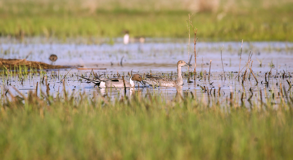 Pintails on wetland