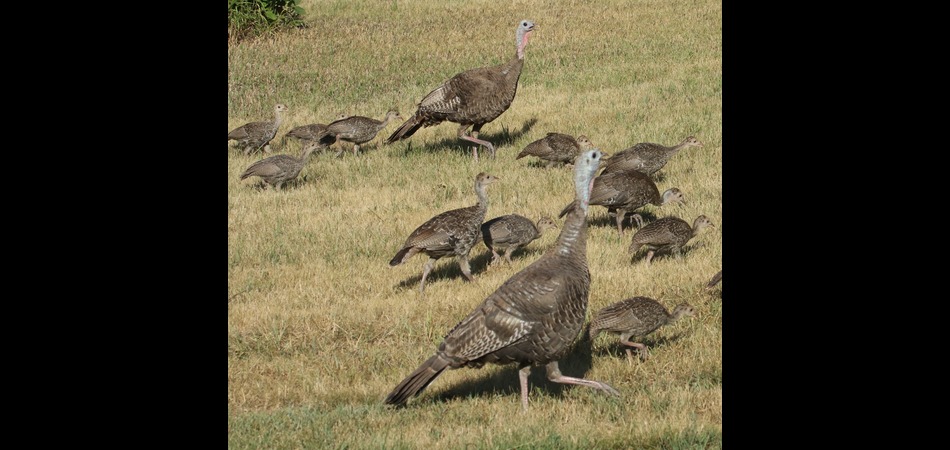 Turkey Brood