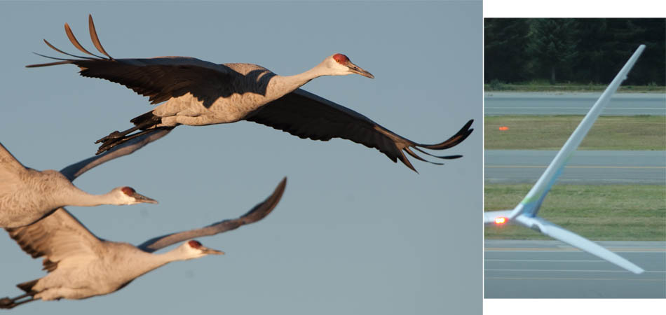 Cranes and jet wing