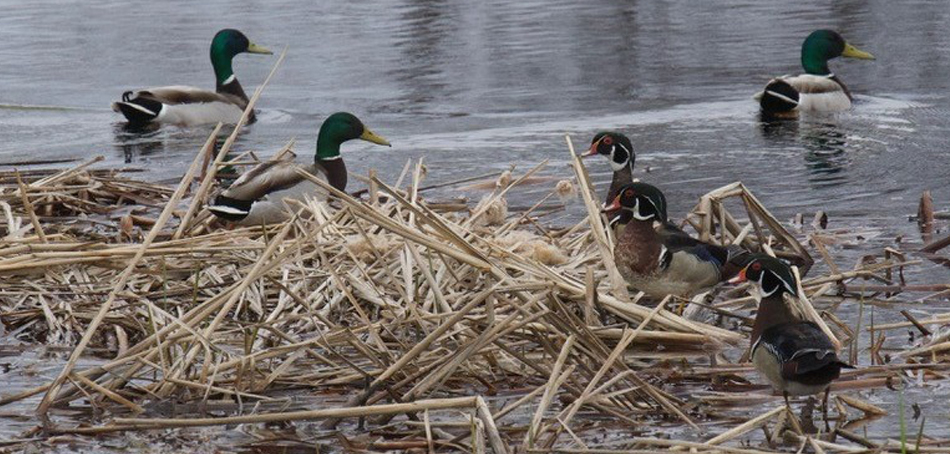 three mallards and three wood ducks