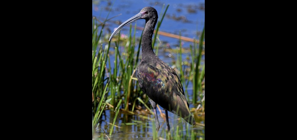White-faced Ibis