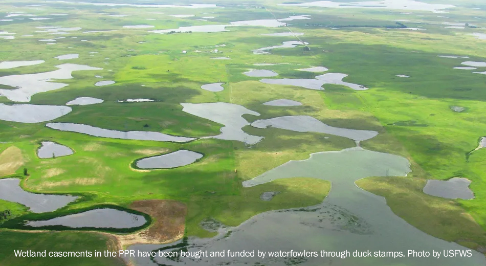 Wetland easements in the PPR have been bought and funded by waterfowlers through duck stamps. Photo by USFWS