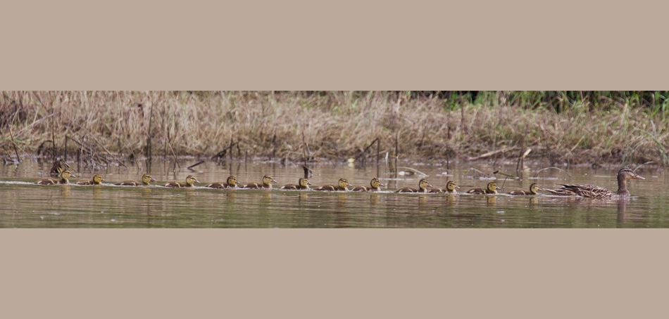 hen and all her ducklings in water