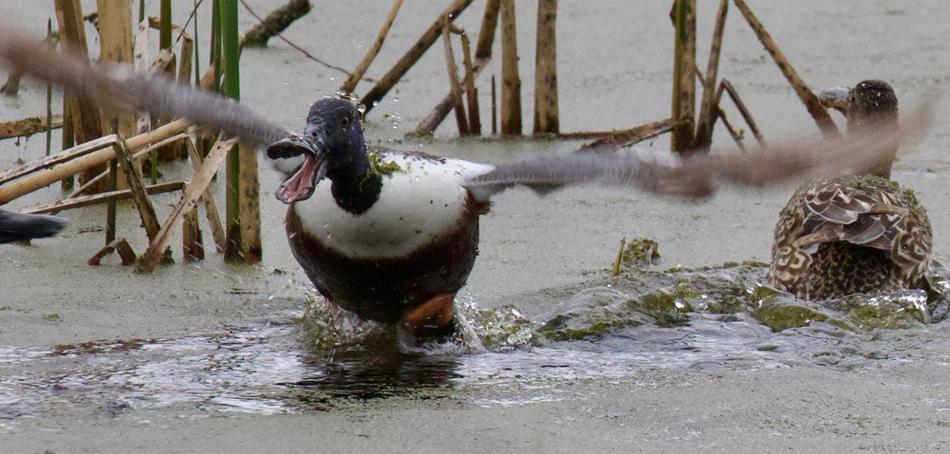 dabbler in water